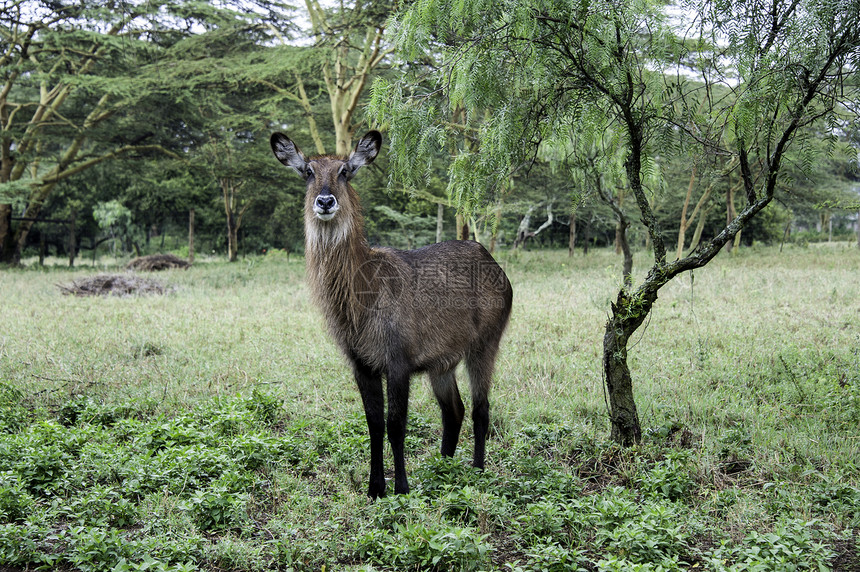 水桶公园植物绿色哺乳动物羚羊水羚野生动物女性食草动物群图片