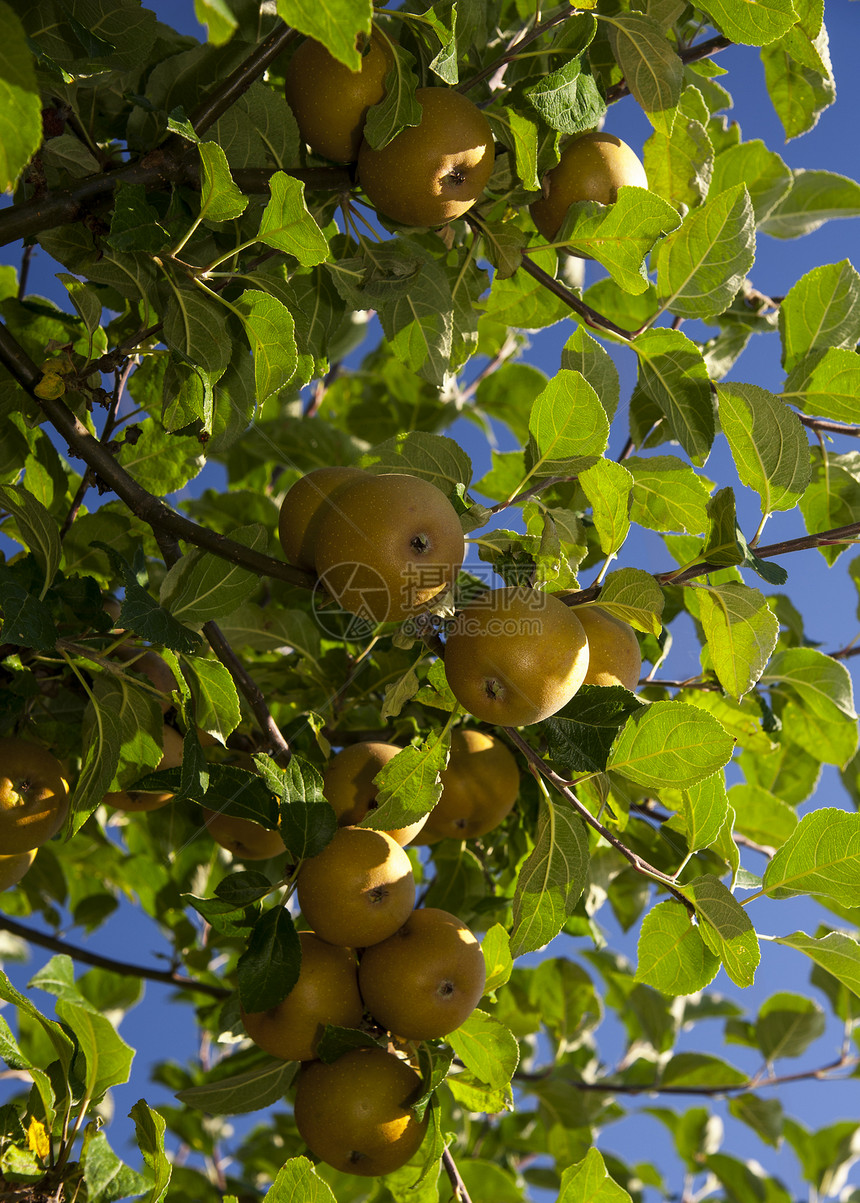 苹果果园叶子植物小吃食物水果农场花园园艺季节图片