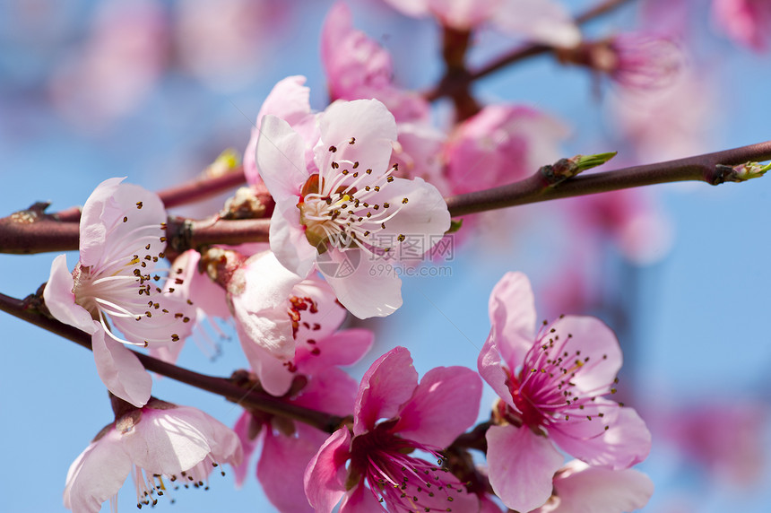 桃花花生长季节绿色水果阳光果园植物花园太阳花瓣图片