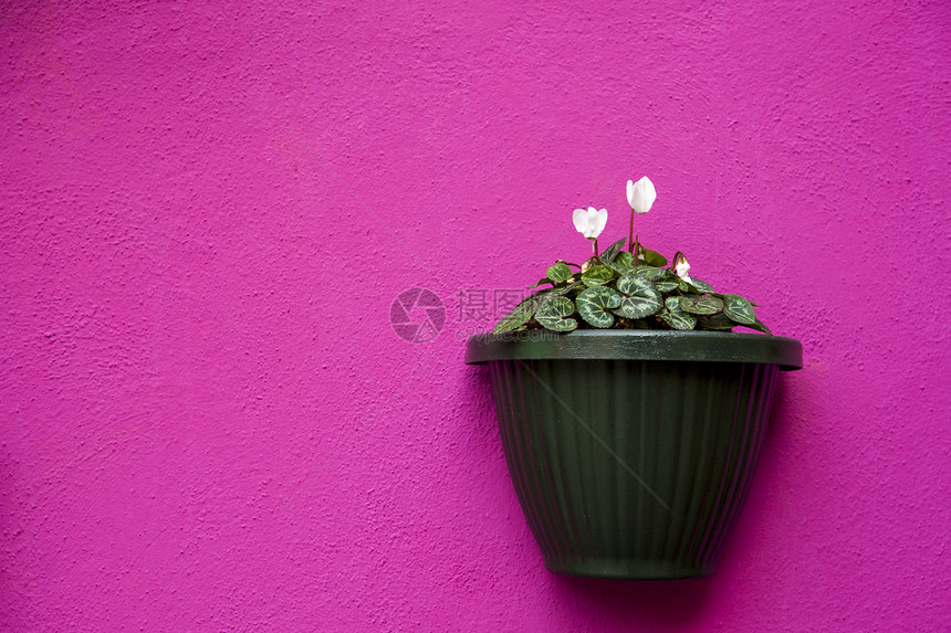 在紫花墙上植物露台花瓶房子村庄乡村国家街道花园花盆图片