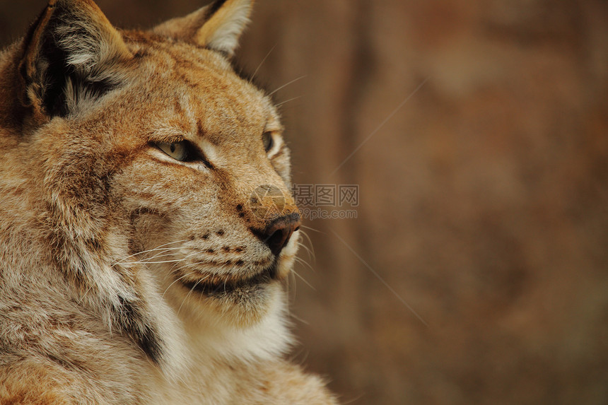 Lynx 语言捕食者毛皮食肉眼睛打猎猎人哺乳动物动物群野猫猫科图片