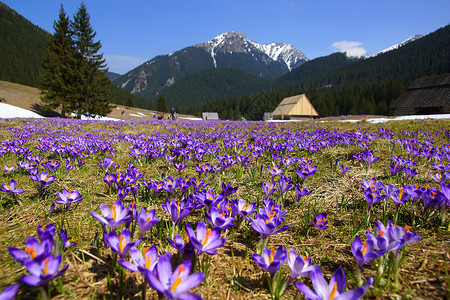 波兰塔特拉斯山山谷的鳄鱼山峰首脑青松红花旅游草原农村高山顶峰爬坡道背景图片