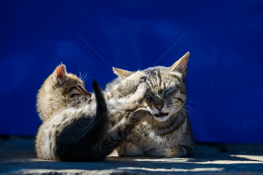 猫和它的小猫动物蓝色食肉短发说谎虎斑猫科捕食者宠物母亲图片