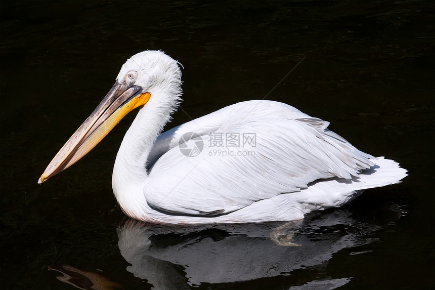 佩利卡动物白色动物园野生动物动物群公园热带荒野航班羽毛图片