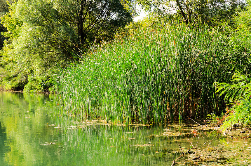 绿色沼泽荒野河口濒危树木植物屏幕破坏叶子树叶湿地图片