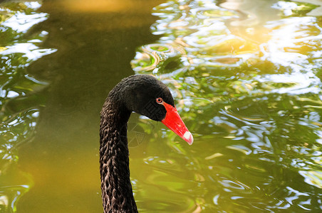 黑天鹅头眼睛摄影动物园场景羽毛黑色天鹅鸟类红色脖子背景图片