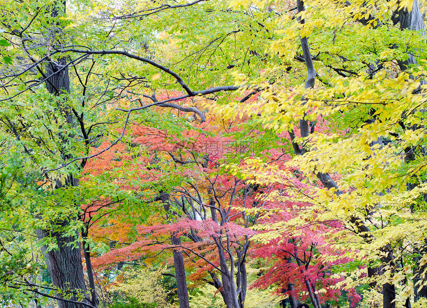 秋季的日文绿叶图片