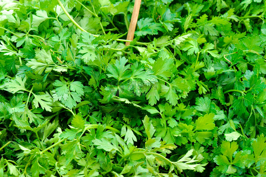 新鲜面纱香料画幅草本植物叶子香菜绿色植物草本食物营养图片