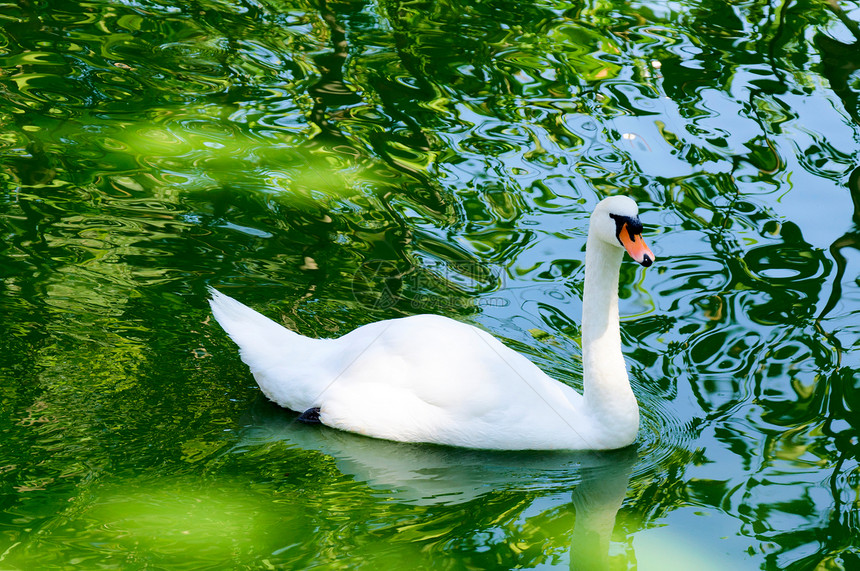 白天鹅羽毛婚姻蓝色反射池塘优美水池天鹅翅膀动物图片