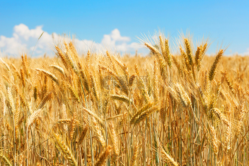 小麦田场地食物农业谷物天空耳朵粮食收成图片
