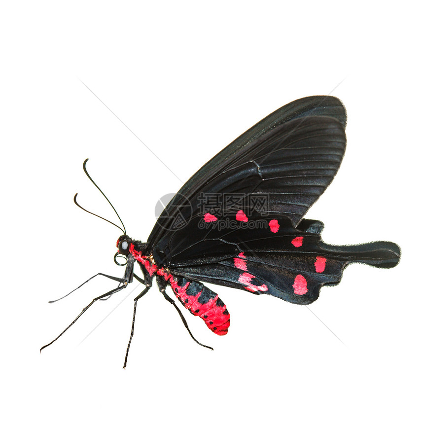 热带蝴蝶漏洞条纹生物学天线白色红色斑点野生动物宏观黑色图片