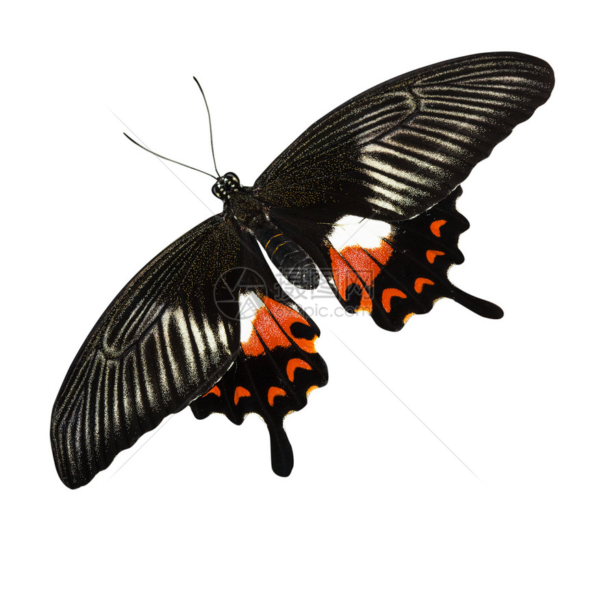 热带蝴蝶黑色条纹红色斑点宏观白色翅膀生物学天线漏洞图片