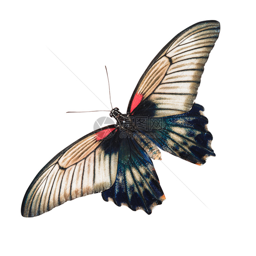 热带蝴蝶宏观黑色翅膀生物学天线漏洞斑点生活野生动物条纹图片