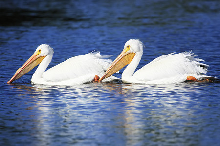 白百利坎人白鲸红血素飞行夫妻白色动物涉水野生动物荒野背景图片