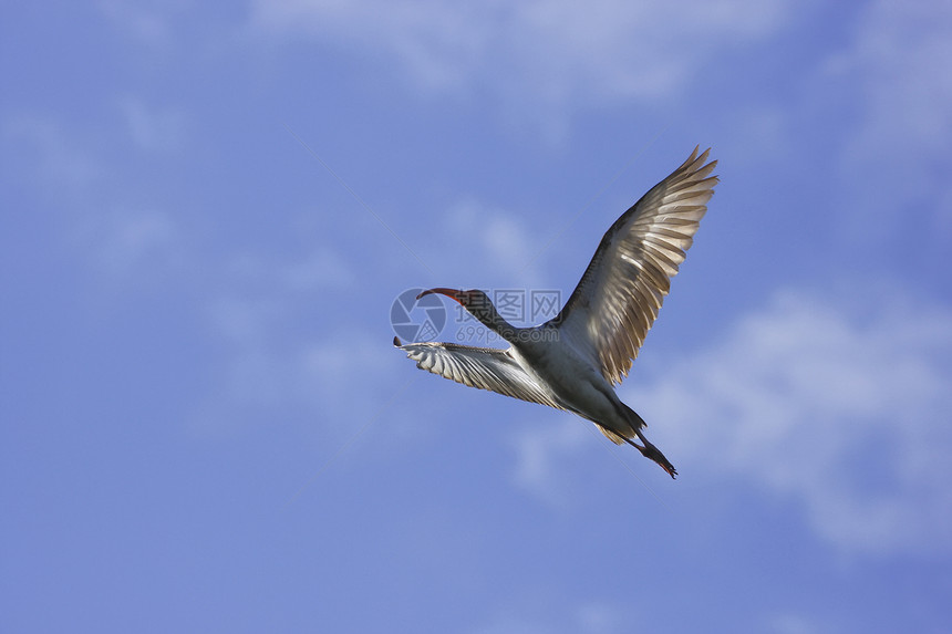 白伊比斯飞行白色动物荒野天空蓝色涉水野生动物图片