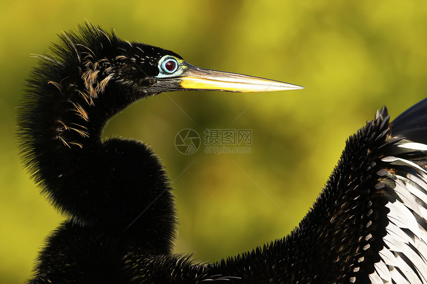 Anhinga 男性 有繁殖颜色火鸡野生动物动物荒野镖手涉水蛇鸟图片