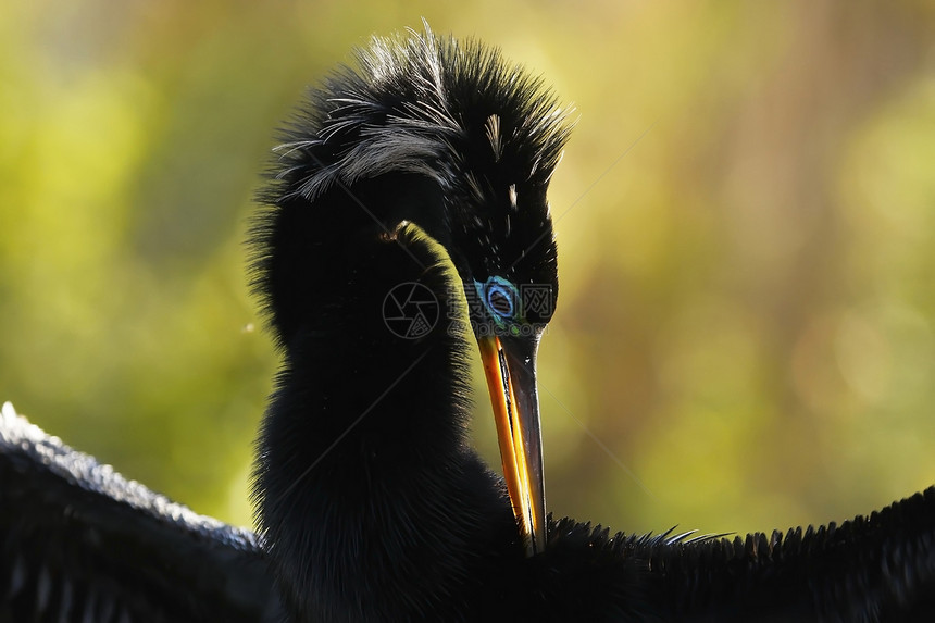 Anhinga 男性 有繁殖颜色野生动物涉水蛇鸟火鸡镖手荒野动物图片