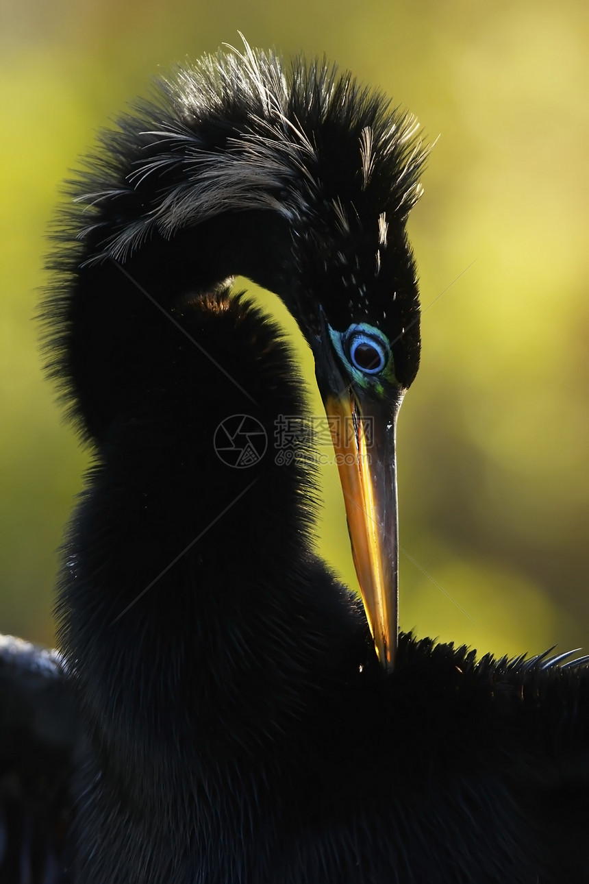 Anhinga 男性 有繁殖颜色荒野蛇鸟野生动物动物火鸡涉水镖手图片