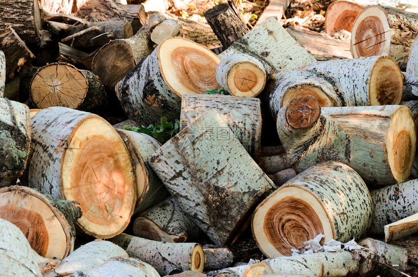 剪切的树木摄影林业木材植物燃料库存团体乡村日志壁炉图片