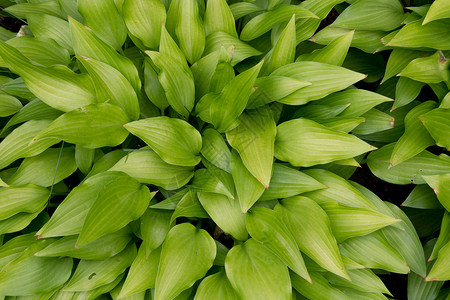绿树叶背景绿色植物水平生活摄影色彩背景图片