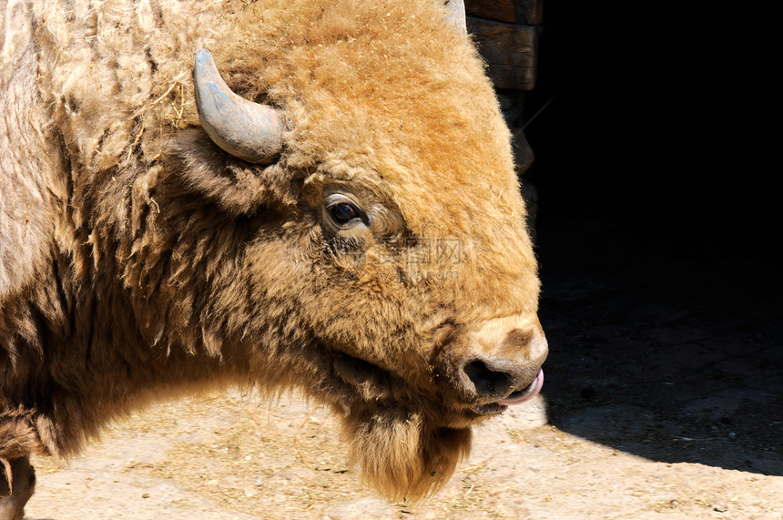 Bison 头干草野牛移民国家水牛公园草原哺乳动物动物荒野图片