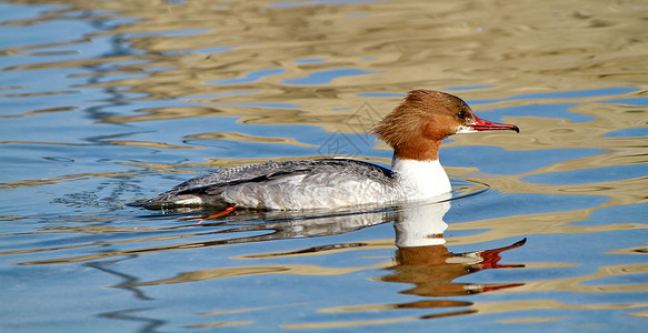 雌观食动物蓝色的鸭食带高清图片