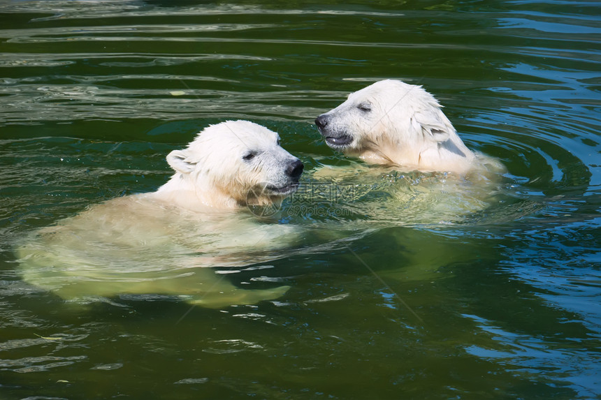 北极熊野生动物捕食者爪子濒危婴儿动物力量动物园食肉荒野图片