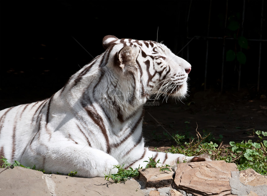 白虎动物园眼睛哺乳动物动物黑色老虎条纹荒野捕食者白色图片