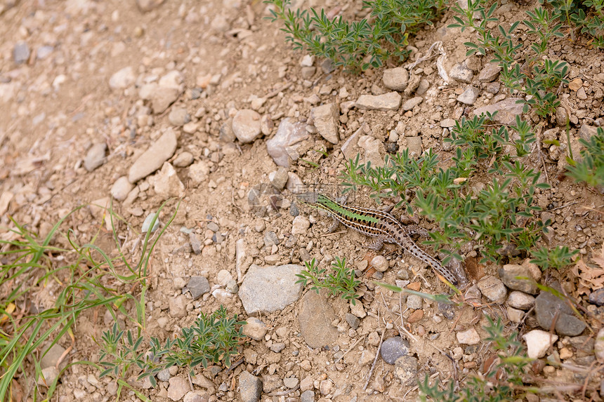 蜥蜴水平石头动物爬虫地面植物群植物棕色动物群图片