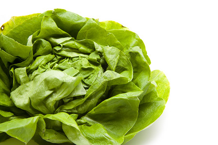 绿色生菜蔬菜叶菜类沙拉收获叶子背景图片
