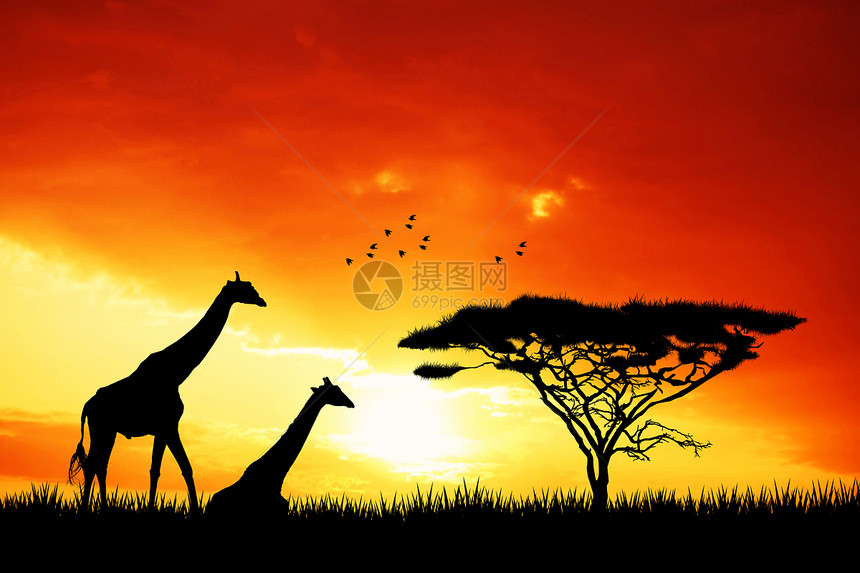日落时的法拉菲旅游动物野生动物插图旅行阳光荒野图片