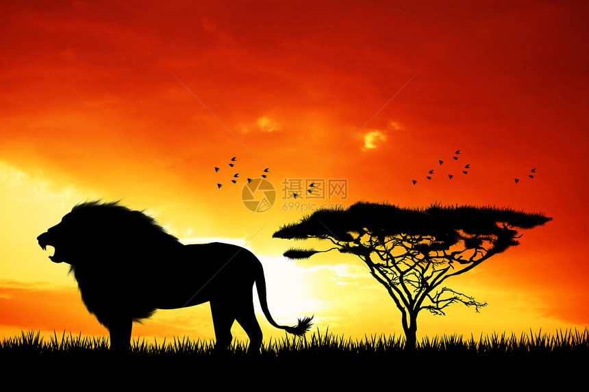 狮子周旅游旅行日落野生动物场景插图天空地标土地日出图片