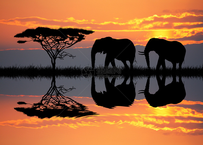 日落时的大象场景荒野太阳天空地标野生动物土地动物插图旅游图片