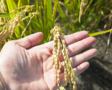 手草农民的手准备接受成熟大米背景