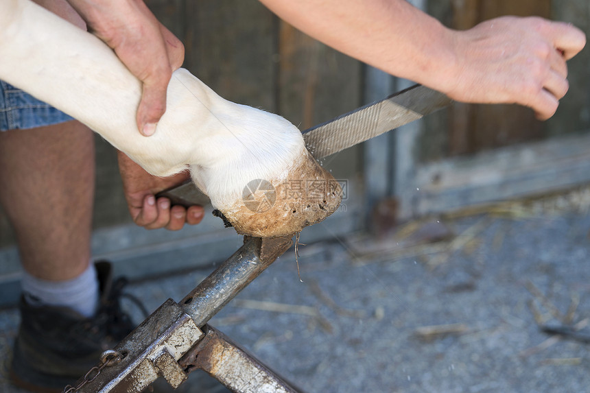 铁匠工具锤子工匠头发马蹄铁工作锉刀农场爪子烤箱图片