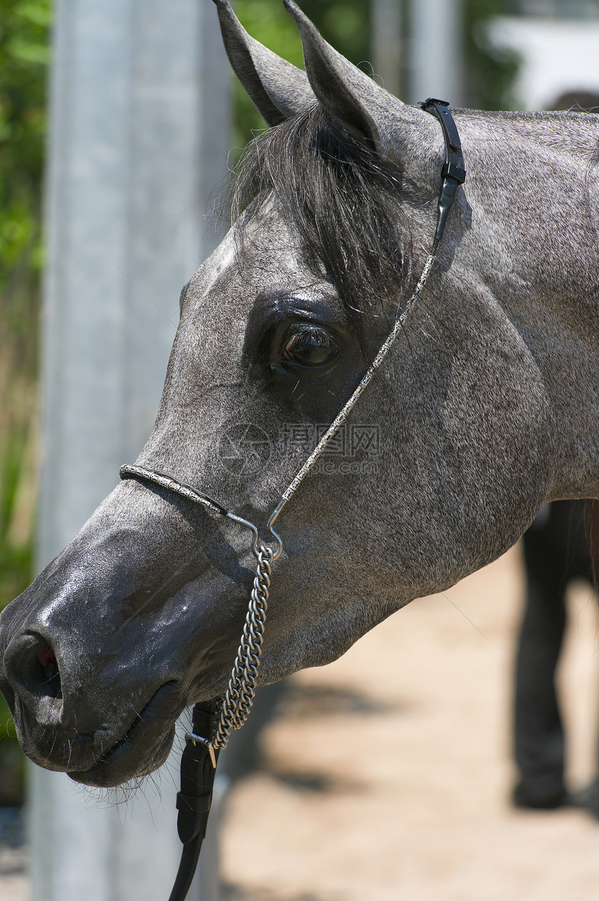 阿拉伯马匹运动跑步良种力量自由情绪哺乳动物荒野农场男性图片