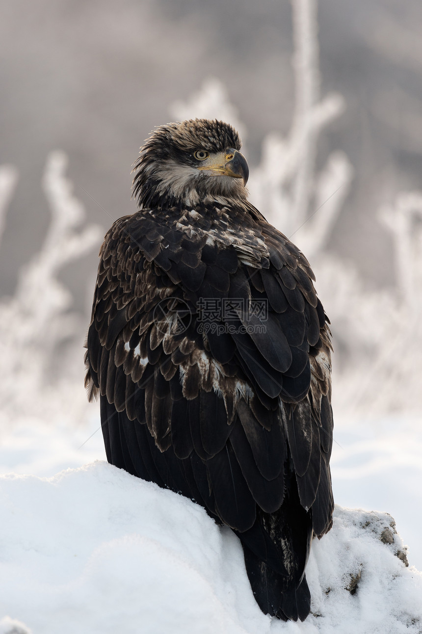 贴近一只年轻的秃鹰的肖像国家荒野季节自由眼睛羽毛海藻鸟类学翅膀动物群图片