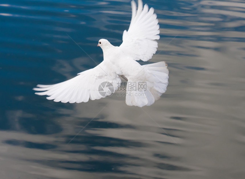 白鸽航班动物翅膀自由羽毛白色鸽子空气希望图片