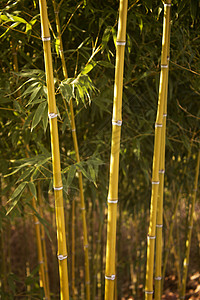 竹子植物树叶绿色天空蓝色背景图片