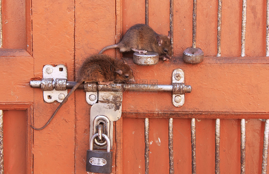 印度德赫诺克卡尔尼·马塔寺门锁上的老鼠图片