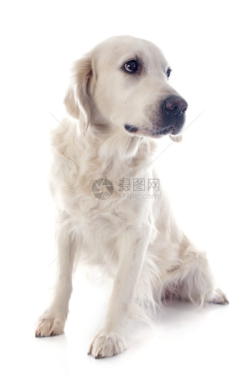 金毛猎犬小狗猎犬白色工作室犬类猎狗宠物动物图片