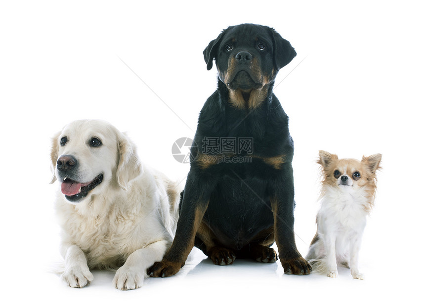 三只狗犬类工作室白色棕色黑色猎犬动物宠物猎狗小狗图片