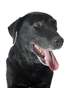 旧的拉布拉多检索器宠物犬类白内障工作室动物黑色背景图片