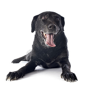 旧的拉布拉多检索器黑色工作室舌头动物宠物犬类背景图片