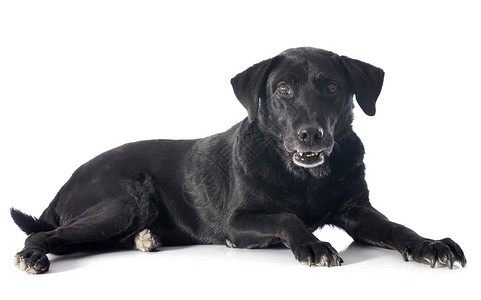 旧的拉布拉多检索器犬类动物工作室宠物黑色背景图片