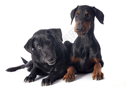 拉布拉多检索器和Dobermann动物小狗友谊宠物犬类工作室背景图片
