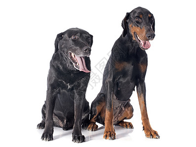 拉布拉多检索器和Dobermann小狗宠物动物犬类工作室友谊背景图片