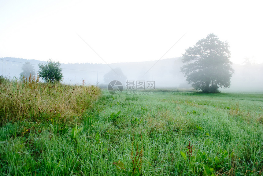 清晨烟雾森林树木绿色草地薄雾图片