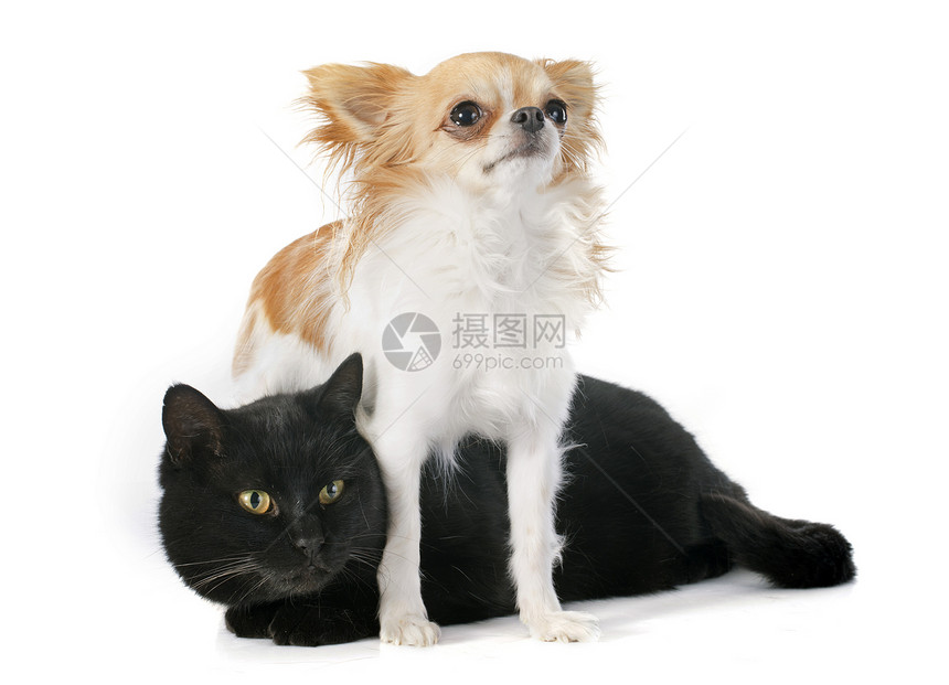 黑猫和吉娃娃工作室白色友谊朋友们小狗眼睛长发棕色宠物动物图片