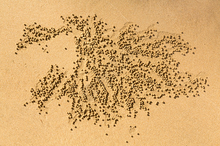 沙泡螃蟹的小沙球型样背景图片